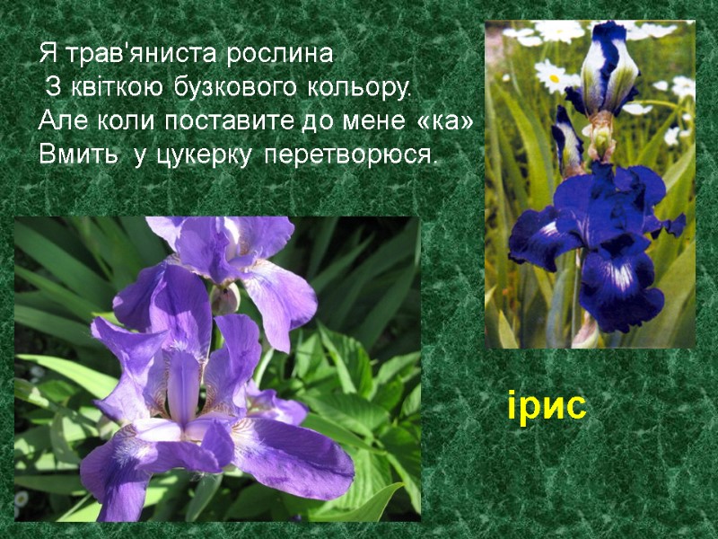 Я трав'яниста рослина  З квіткою бузкового кольору.  Але коли поставите до мене